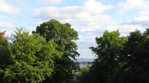 Top tree care services in Aberdeen for garden enhancement